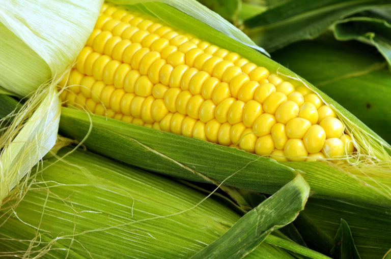 is-corn-bad-for-you-see-the-video-join-the-debate-biotrust