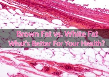 Brown Fat vs. White Fat