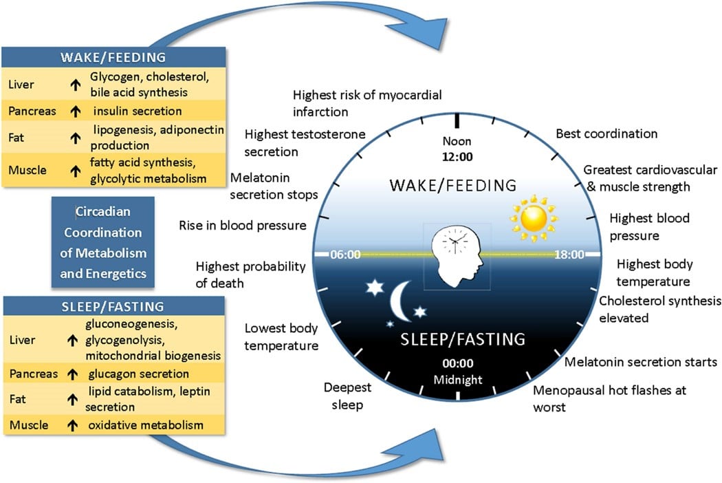 Health Benefits of Intermittent Fasting (Does it Work? Is It Safe ...