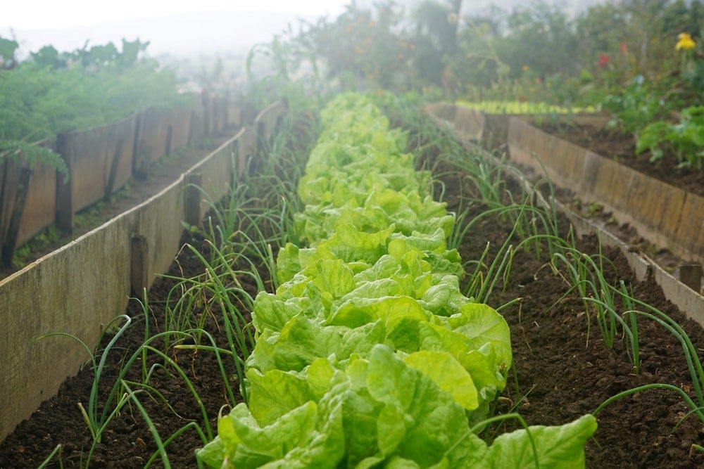 How to Grow a Salad Garden