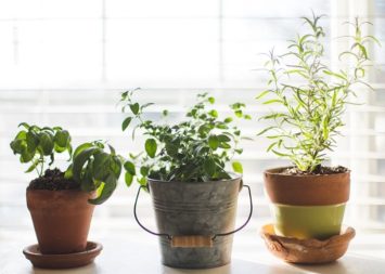 How to Grow an Indoor Garden