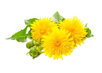 health benefits of dandelion