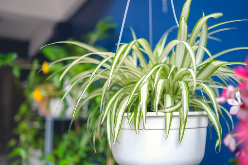 Spider Plants and Air Purification